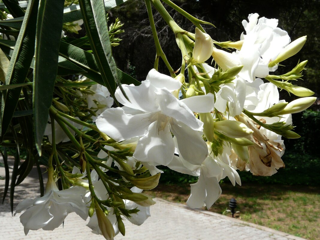 Белые цветы олеандра. - Наталья Цыганова 
