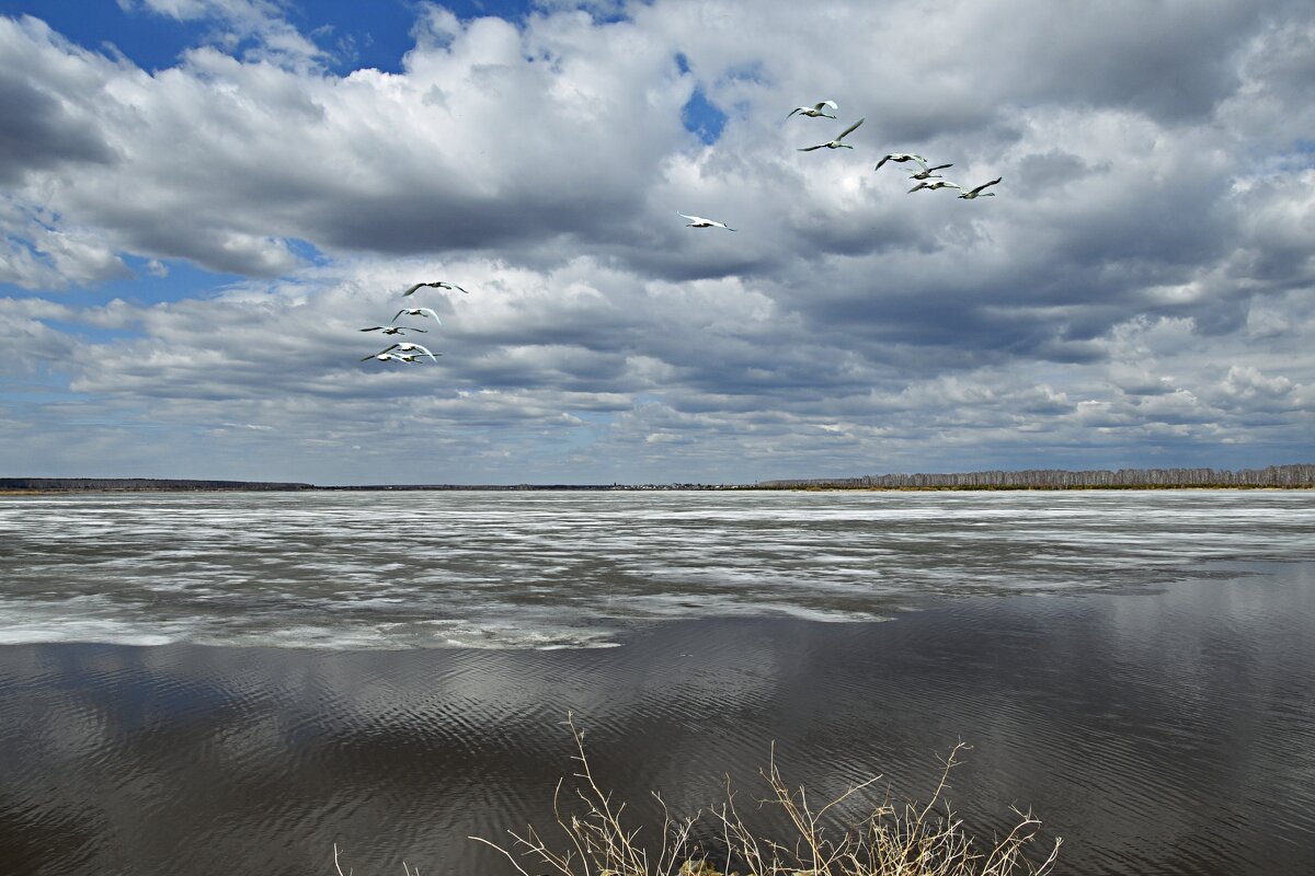 Некрасовское озеро, апрель - Геннадий Ячменев