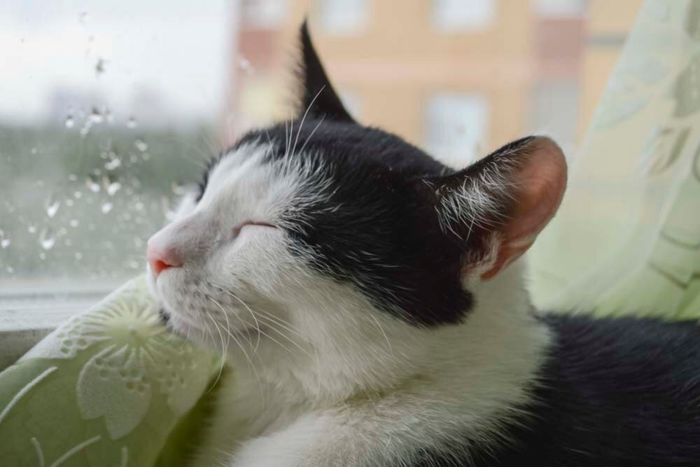 Этой кошке дождь не страшен - Марина Кушнарева