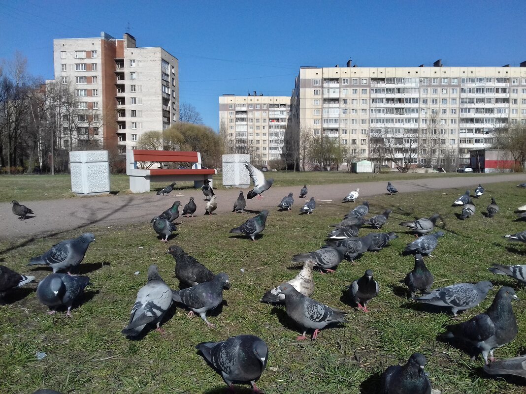 Голуби - Сапсан 