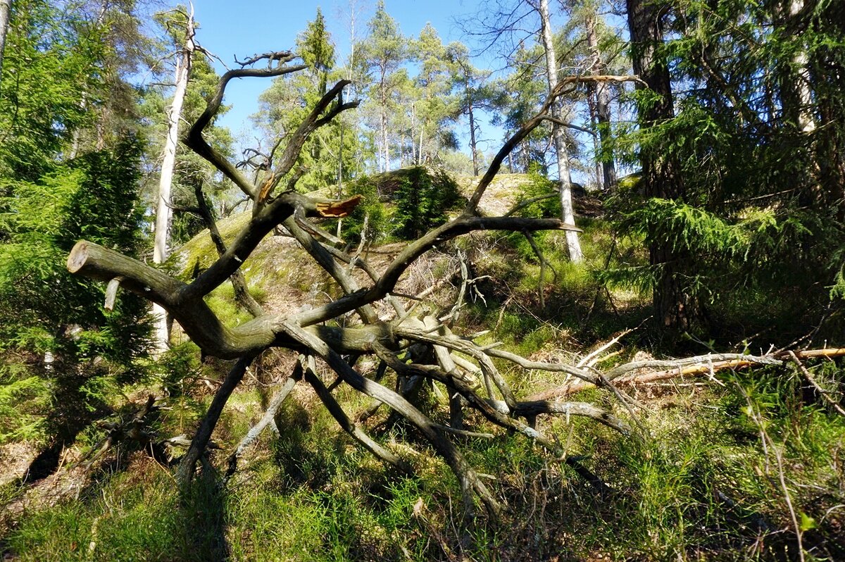 Скандинавский лесной арт - wea *