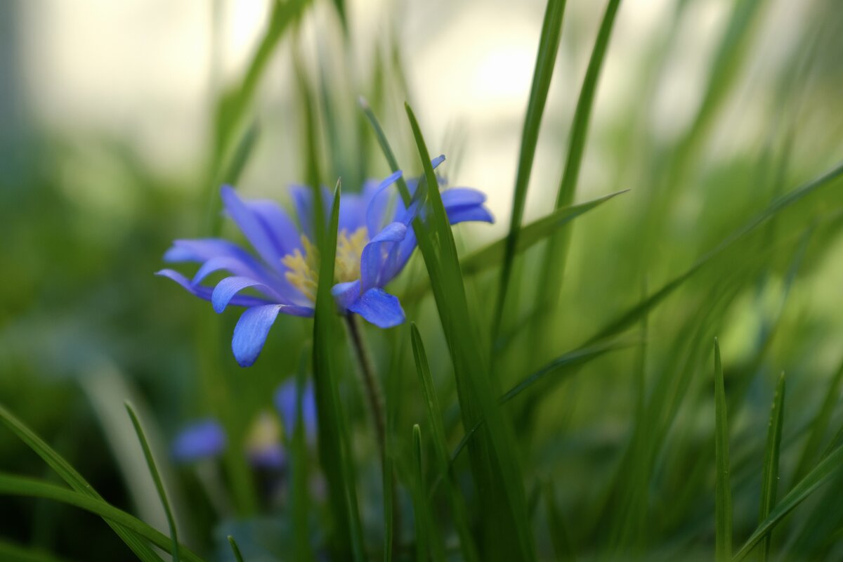 И в полях и в небе рай... - Vevi Jardin