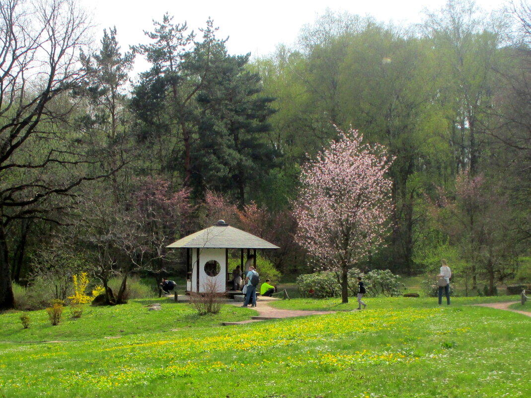 Весной в Японском саду. - Ольга Довженко