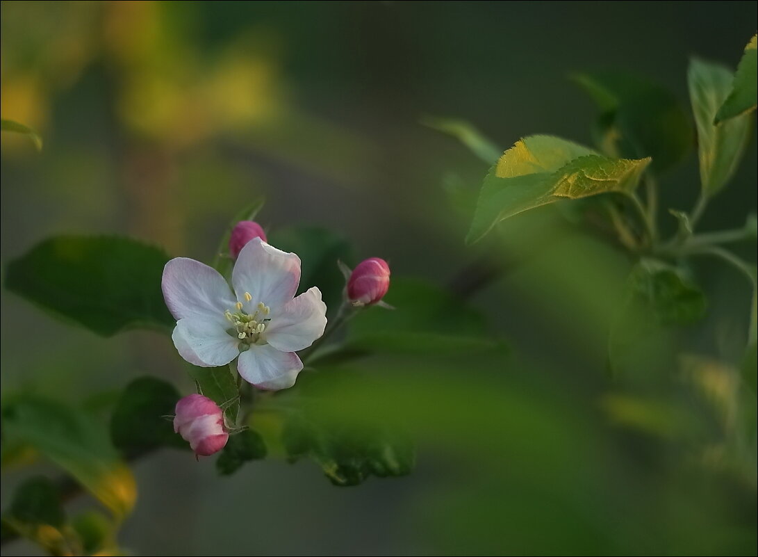 Яблоня цветёт - Владимир Стаценко