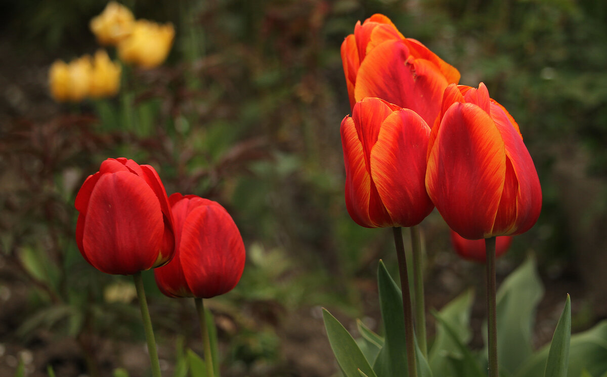 "Тюльпаны - улыбка весны"... - barsuk lesnoi