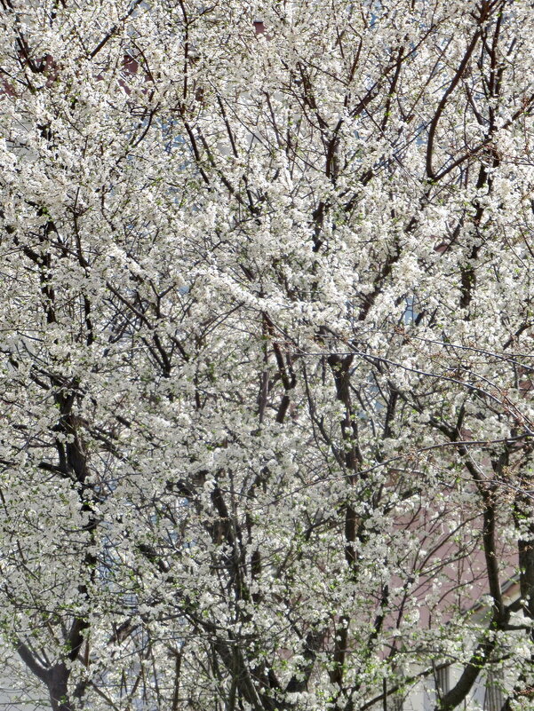 Что цветет в небольшом московском дворике 25 апреля - Александр Чеботарь