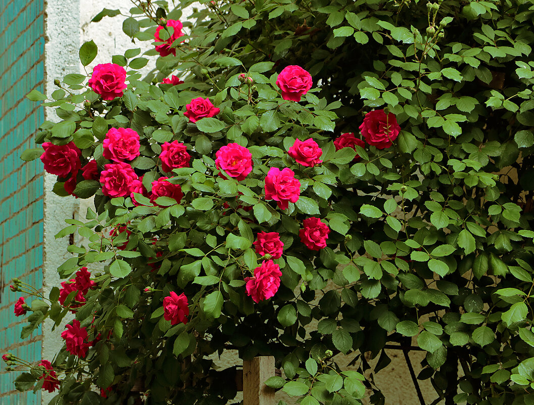 Розовый куст у дома - Светлана 