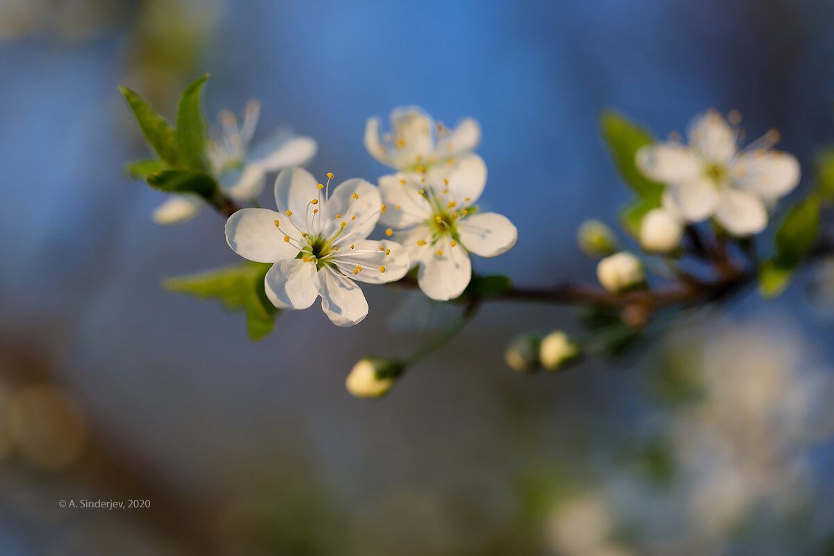Ветка цветущей вишни - Александр Синдерёв