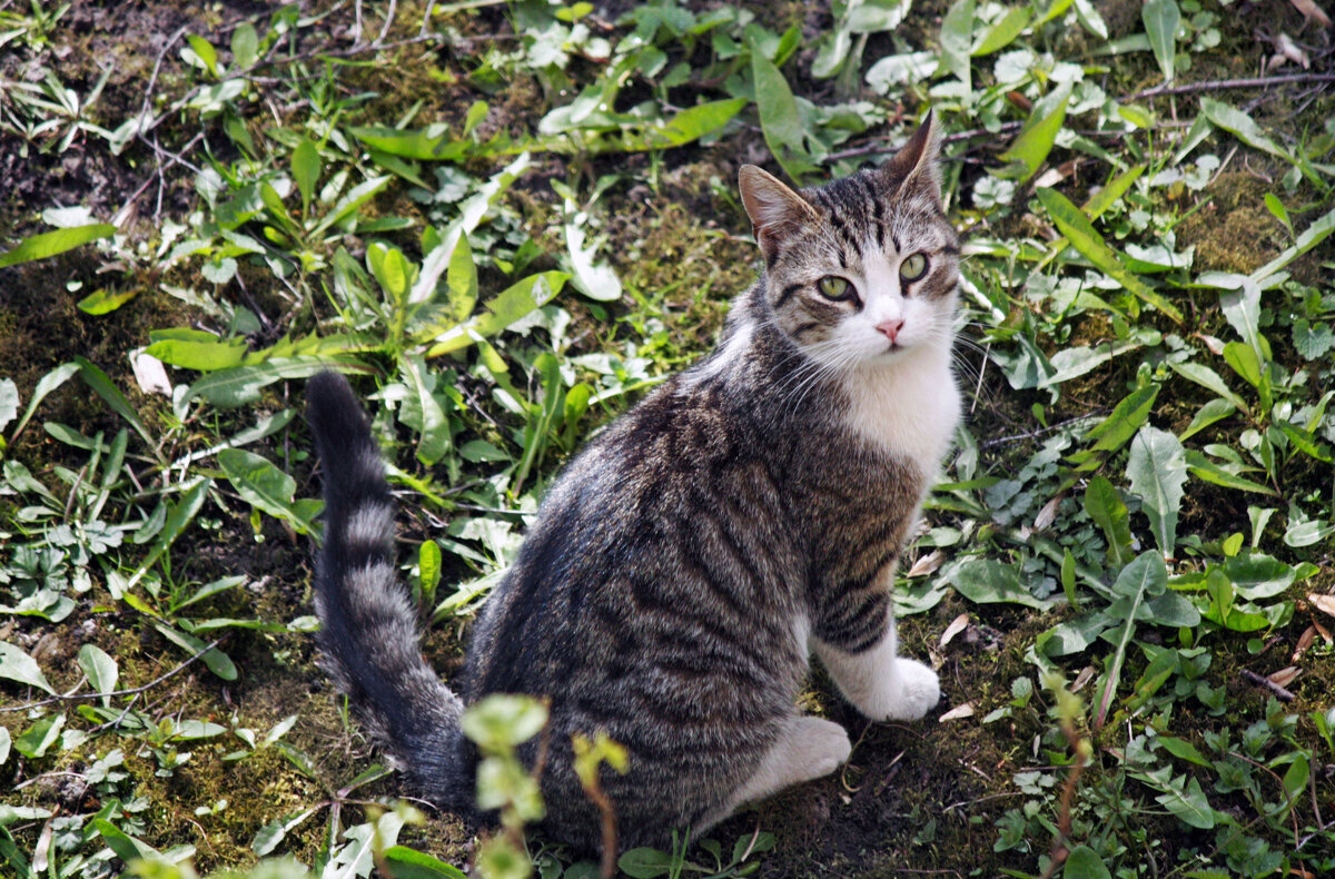 Гуляет кошка под окном - Ирина Румянцева