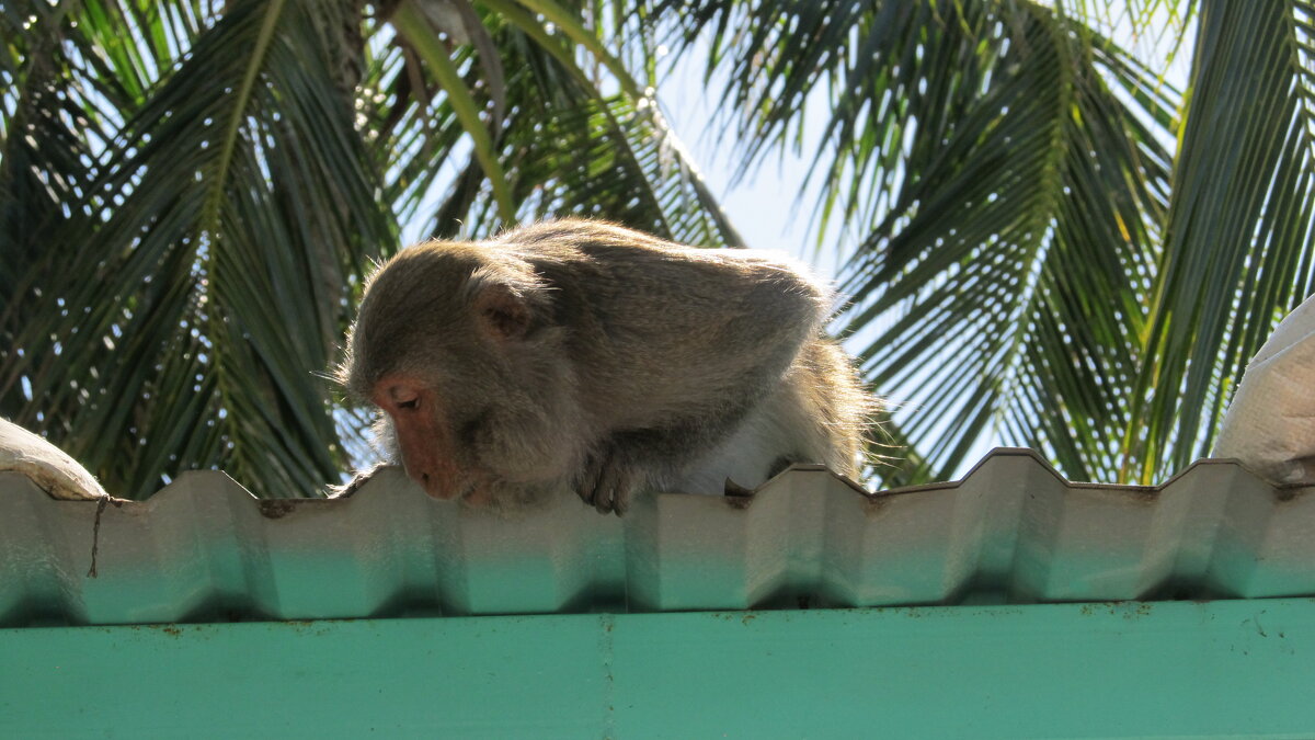 на острове обезьян,Вьетнам! - Елена Шаламова