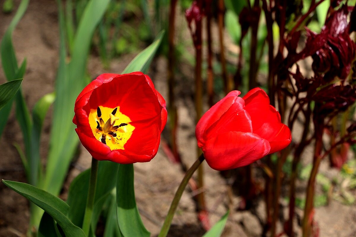 Первые тюльпаны апреля - Надежд@ Шавенкова