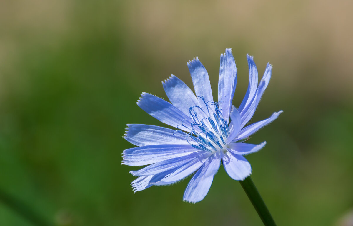 Фотогеничный цветок - Grey Bishop
