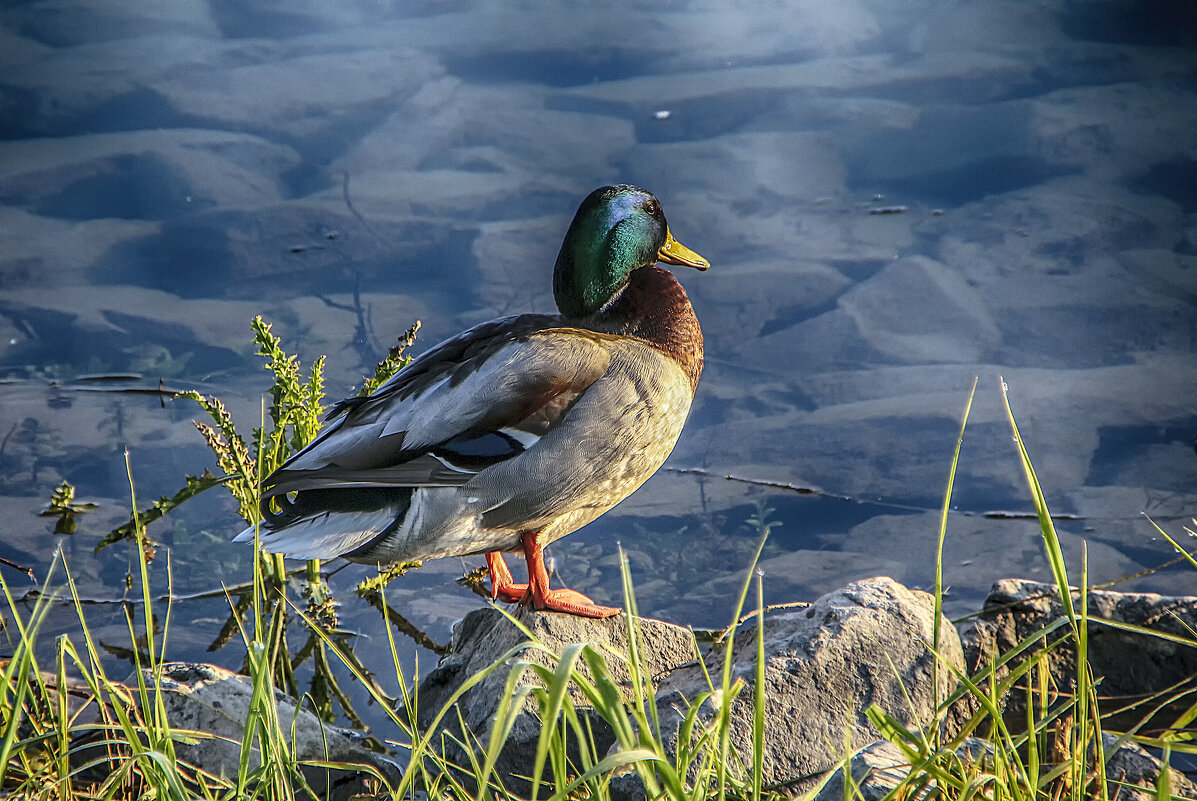 Wild duck санкт петербург фото 38