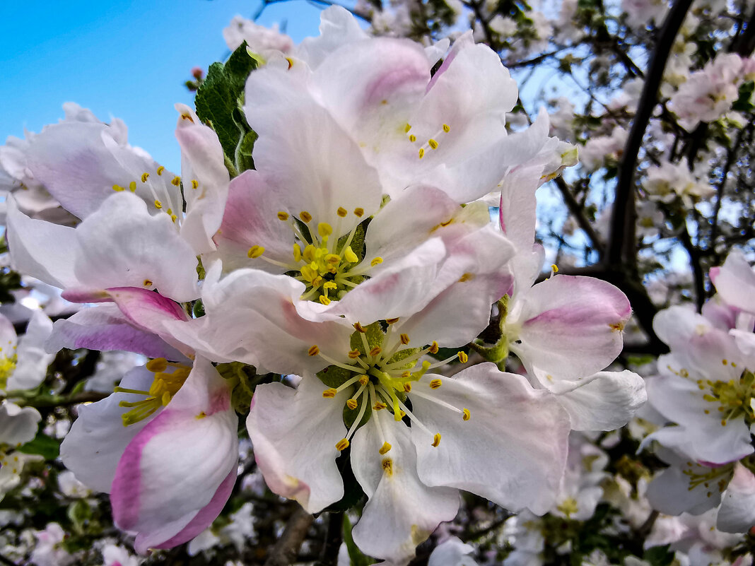 яблони в цвету - жанна janna