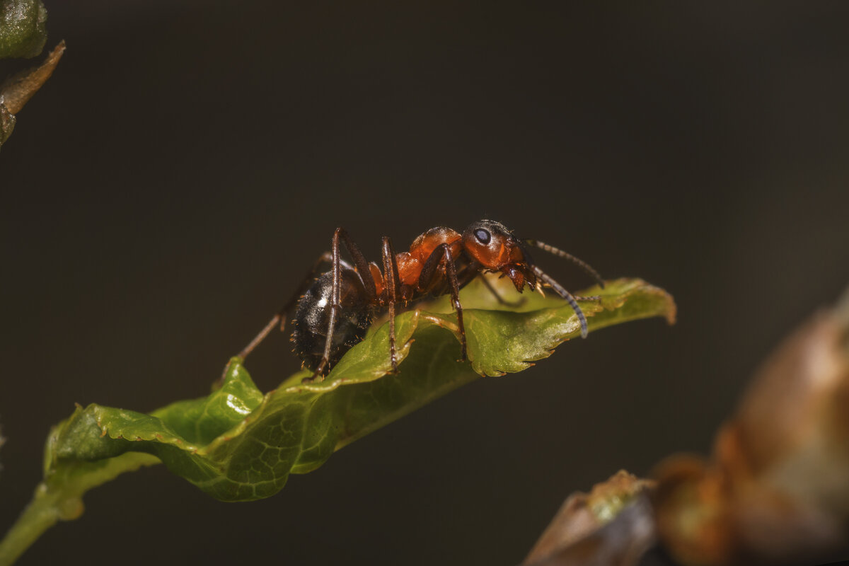 труженик муравей - Максим Вышарь
