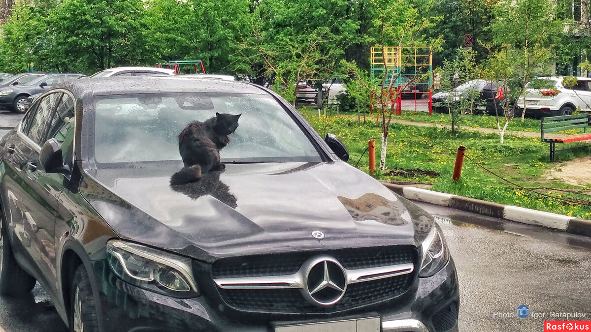Жил да был чёрный кот - Игорь Сарапулов