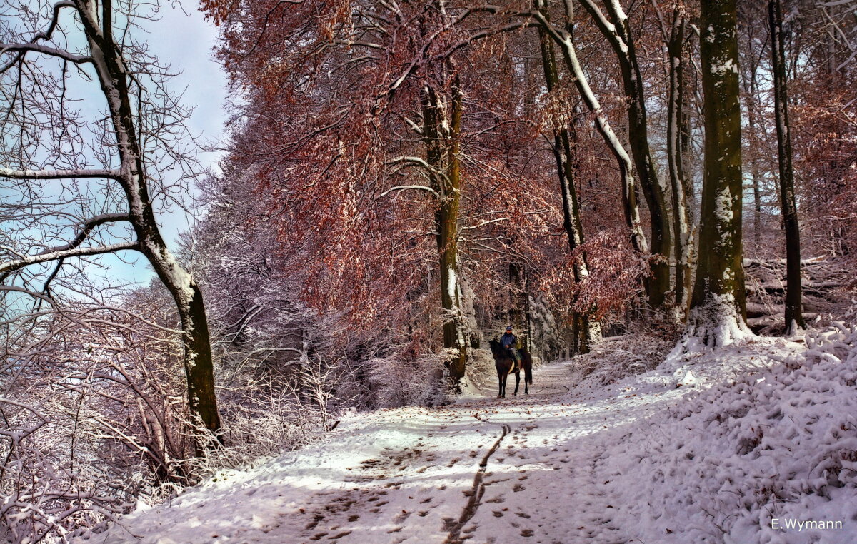 winter Wald - Elena Wymann