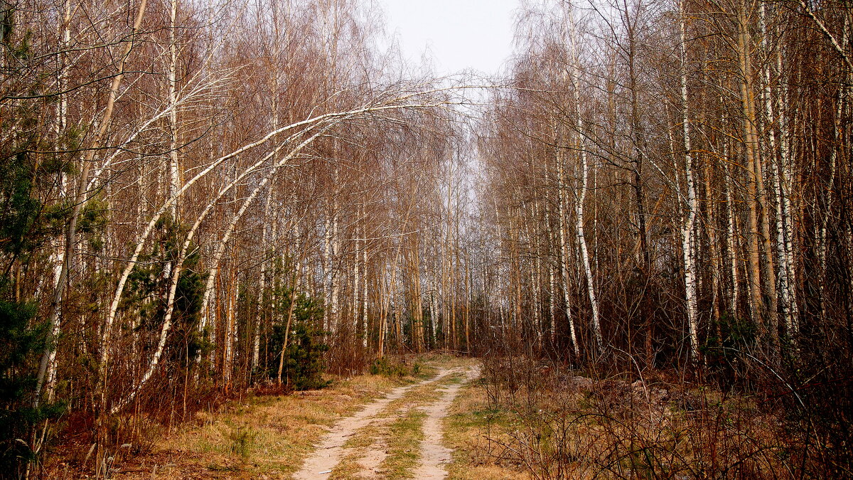 апрельский лес 2 - Александр Прокудин
