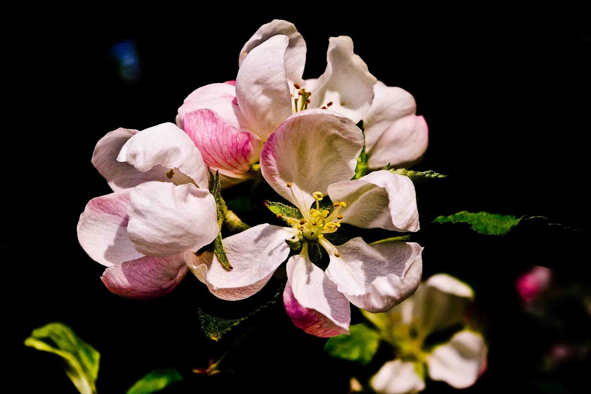 цветы яблони - юрий иванов