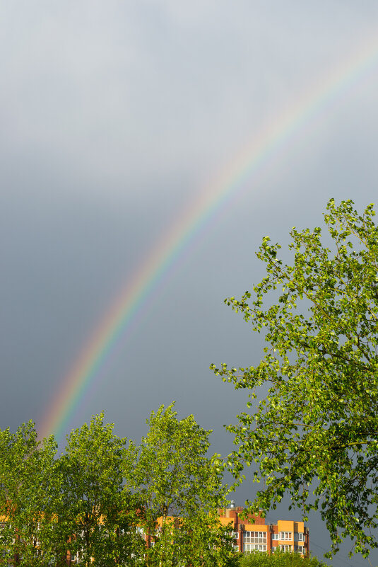 Through the green leaves of the trees an amazing rainbow is seen in the sky after the rain - Roman Griev