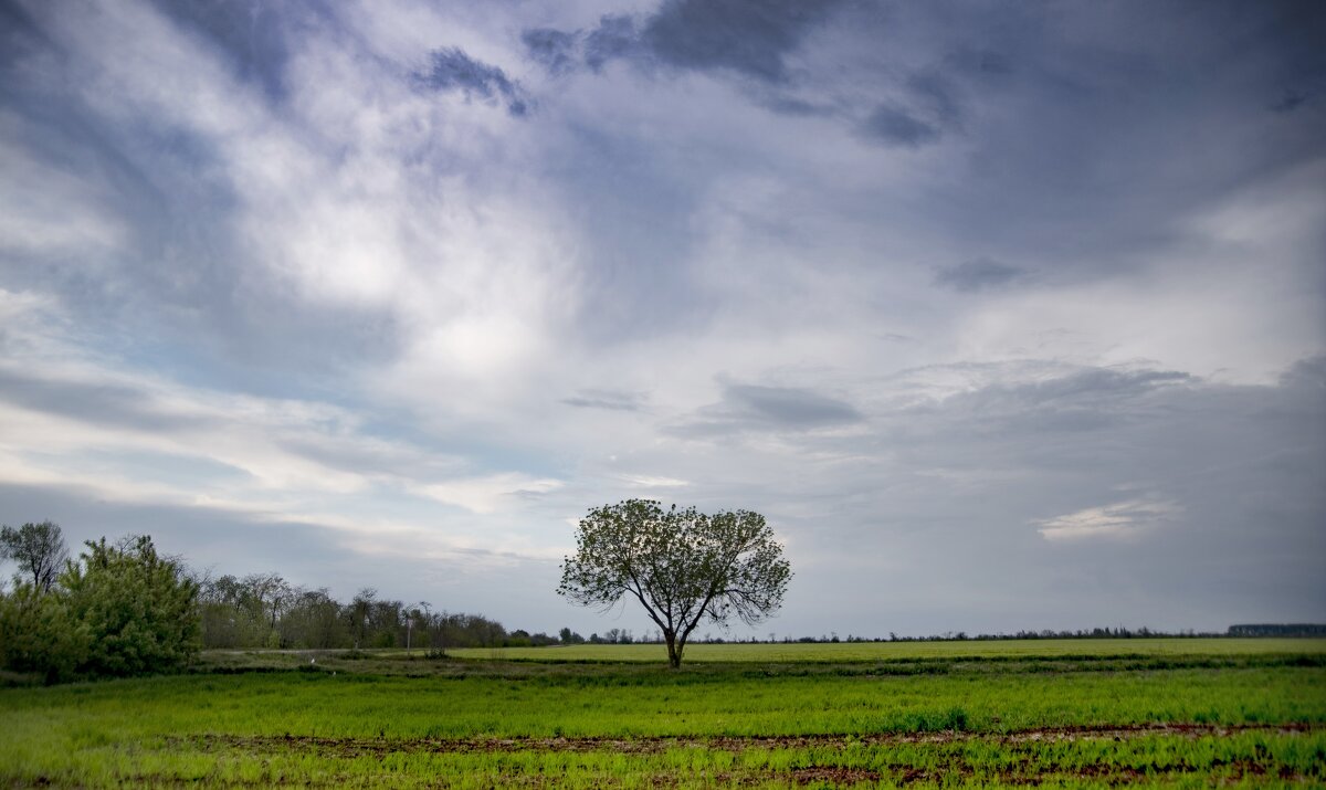Одинокое дерево - Александр Довгий