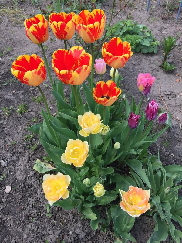 Весна с тюльпанами - minchanka 