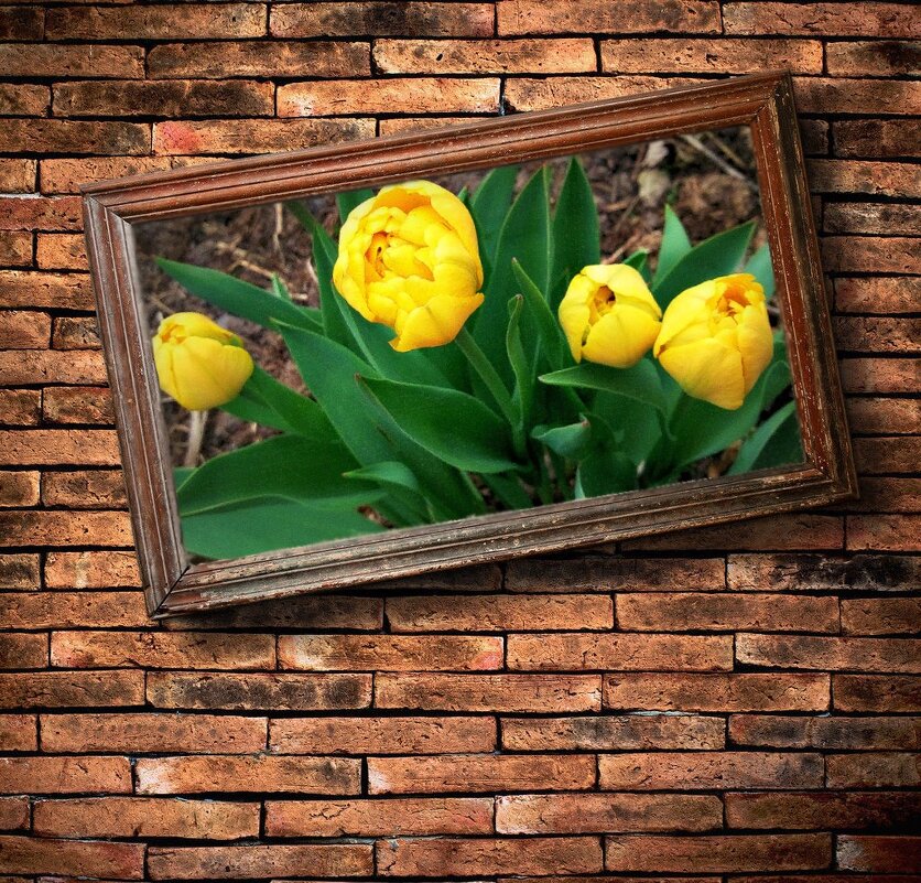 Желтые тюльпаны-2 - Alexa 