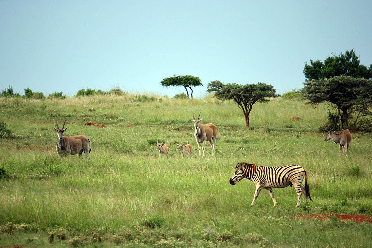 Eland and Zebra - John Anthony Forbes