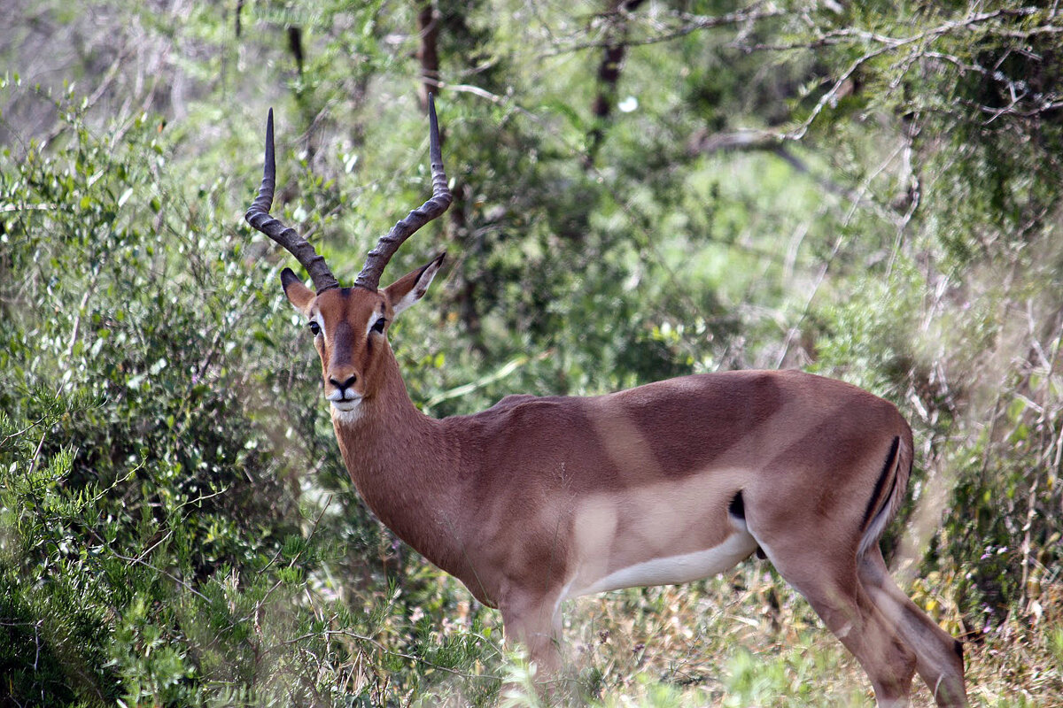 Impala Ram - John Anthony Forbes