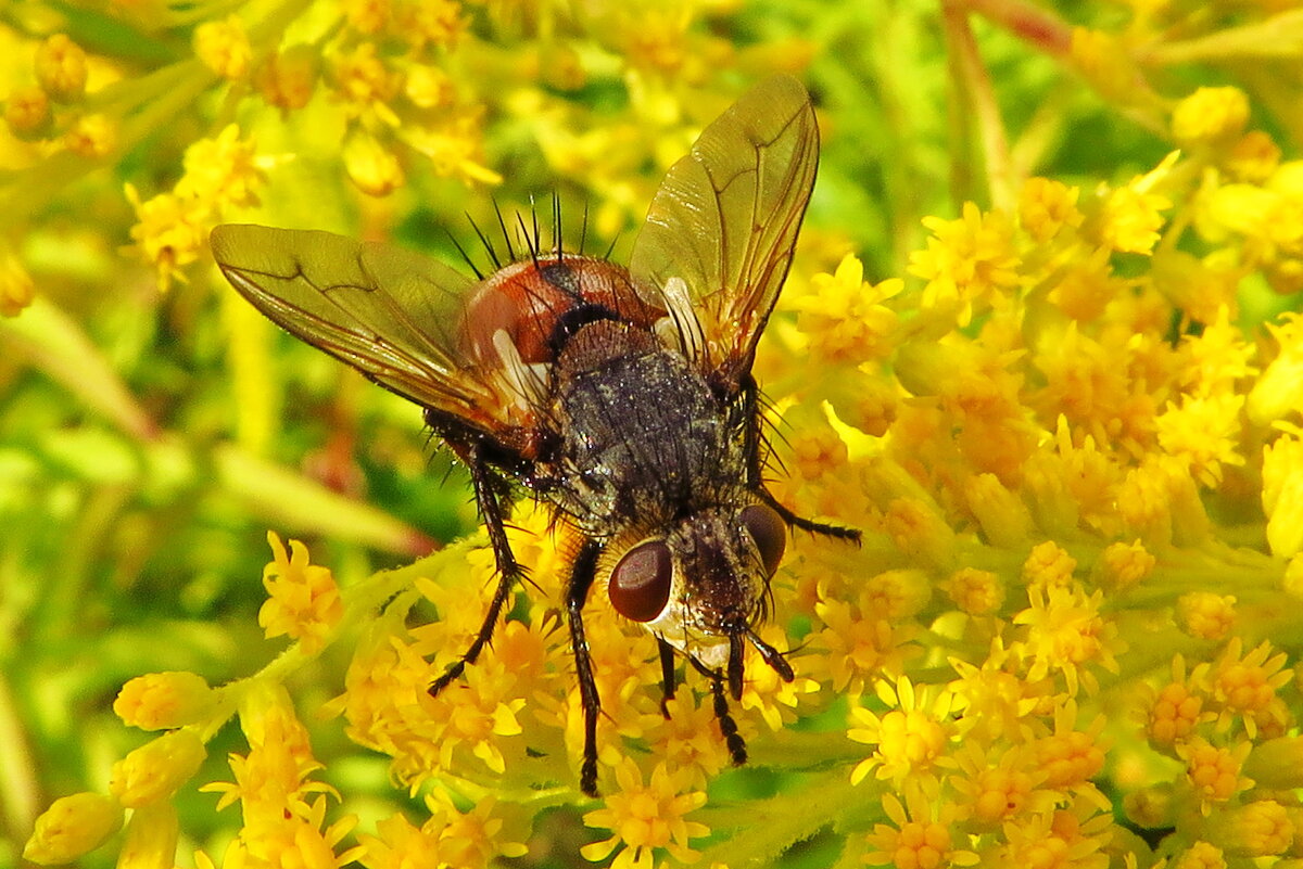 Tachina fera - Ежемуха свирепая. - ivan 