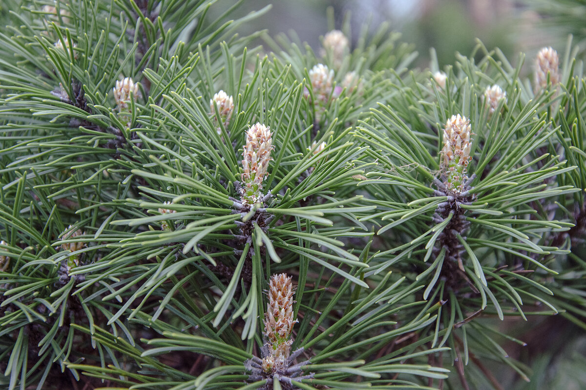 Pinus sylvestris - Kliwo 