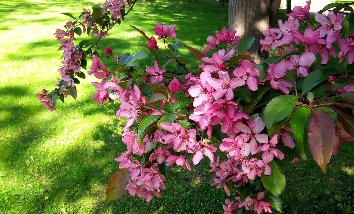 Яблони в цвету - Елена Кирьянова