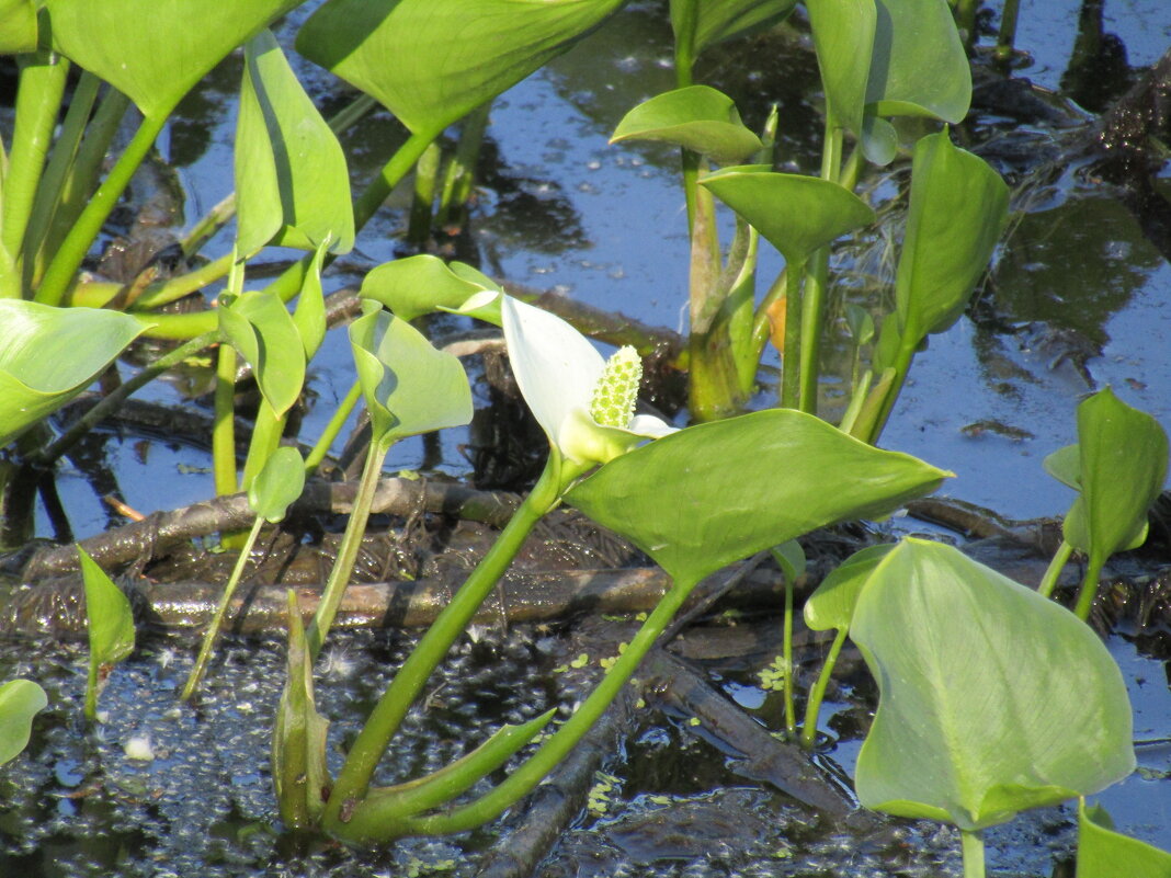 Белокрыльник болотный - Galaelina ***