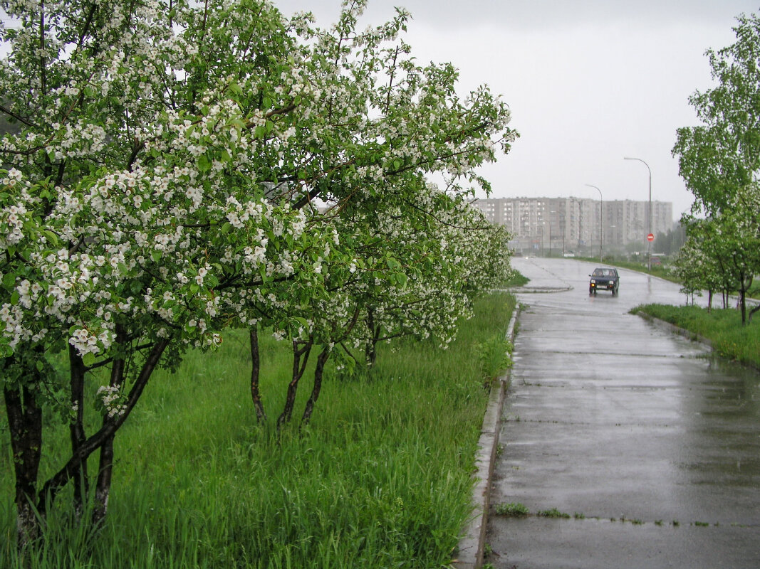 Весенний дождь - Николай 