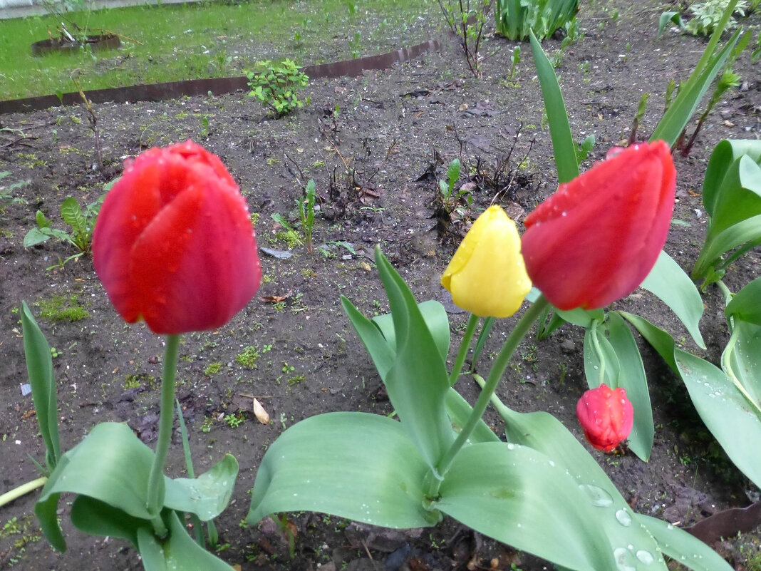 Тюльпаны под дождем... - Наиля 