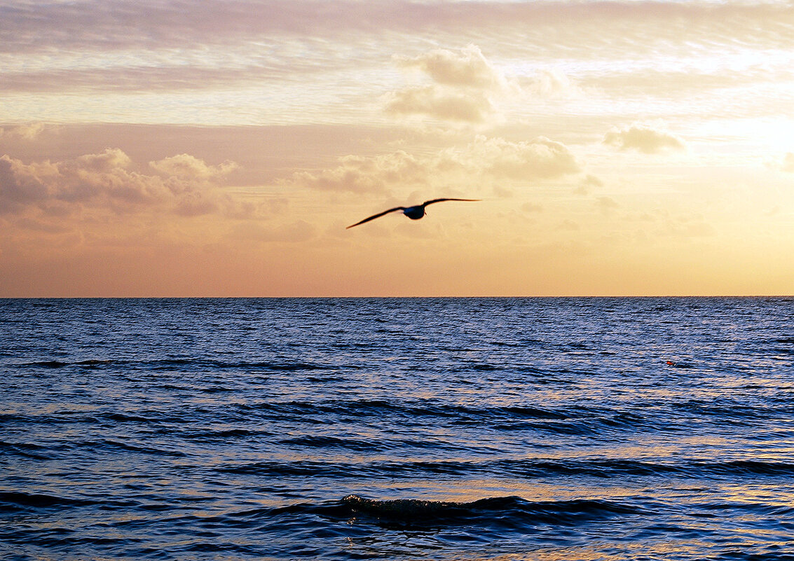 Чайка и море - Ольга (crim41evp)