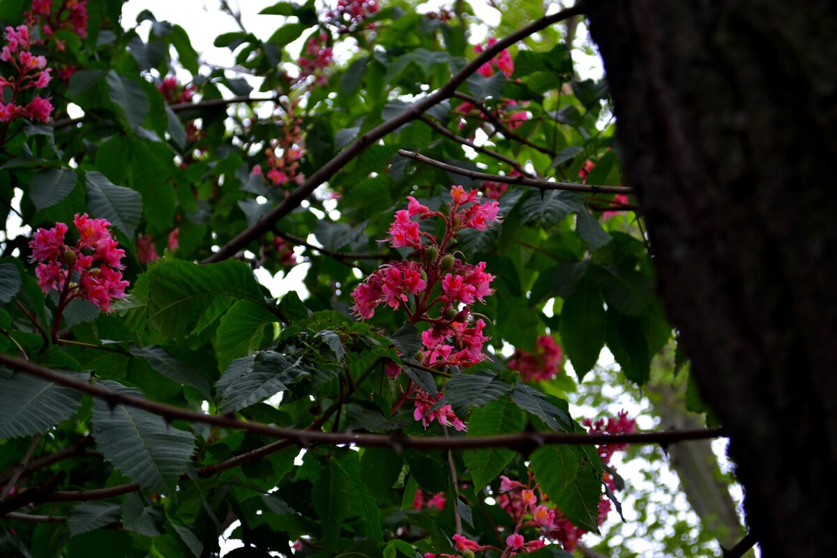 Розовый конский каштан с цветами и плодами. - sokoban 