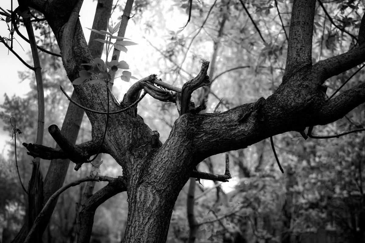 дерево - Павел Байдин