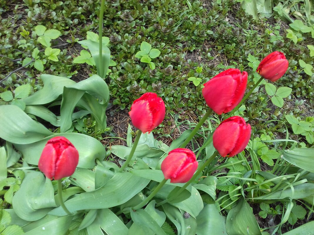 Тюльпаны - Сапсан 