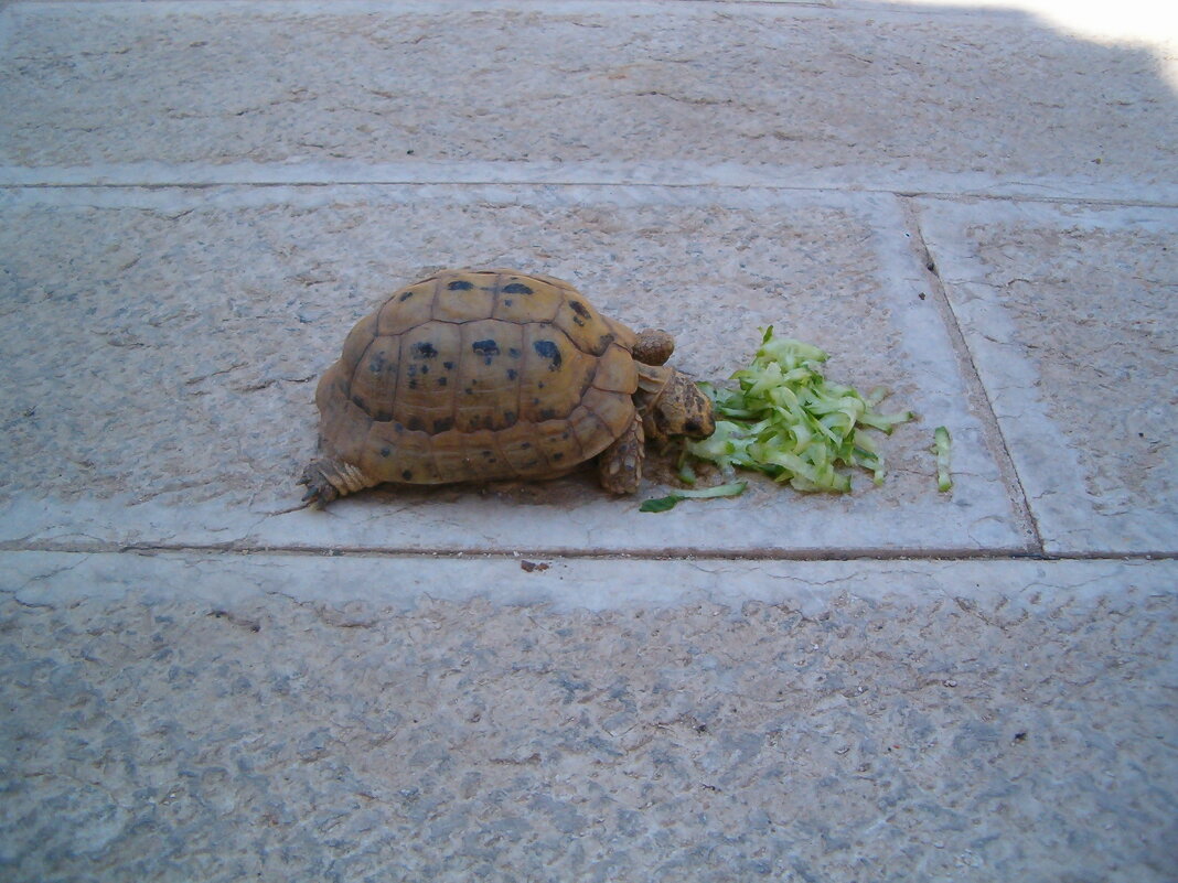 Черепаха за завтраком - Герович Лилия 
