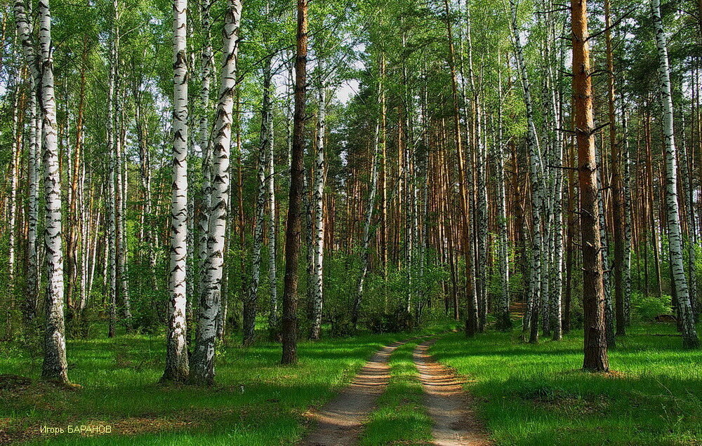 Во власти вешних возрождений. - Лесо-Вед (Баранов)