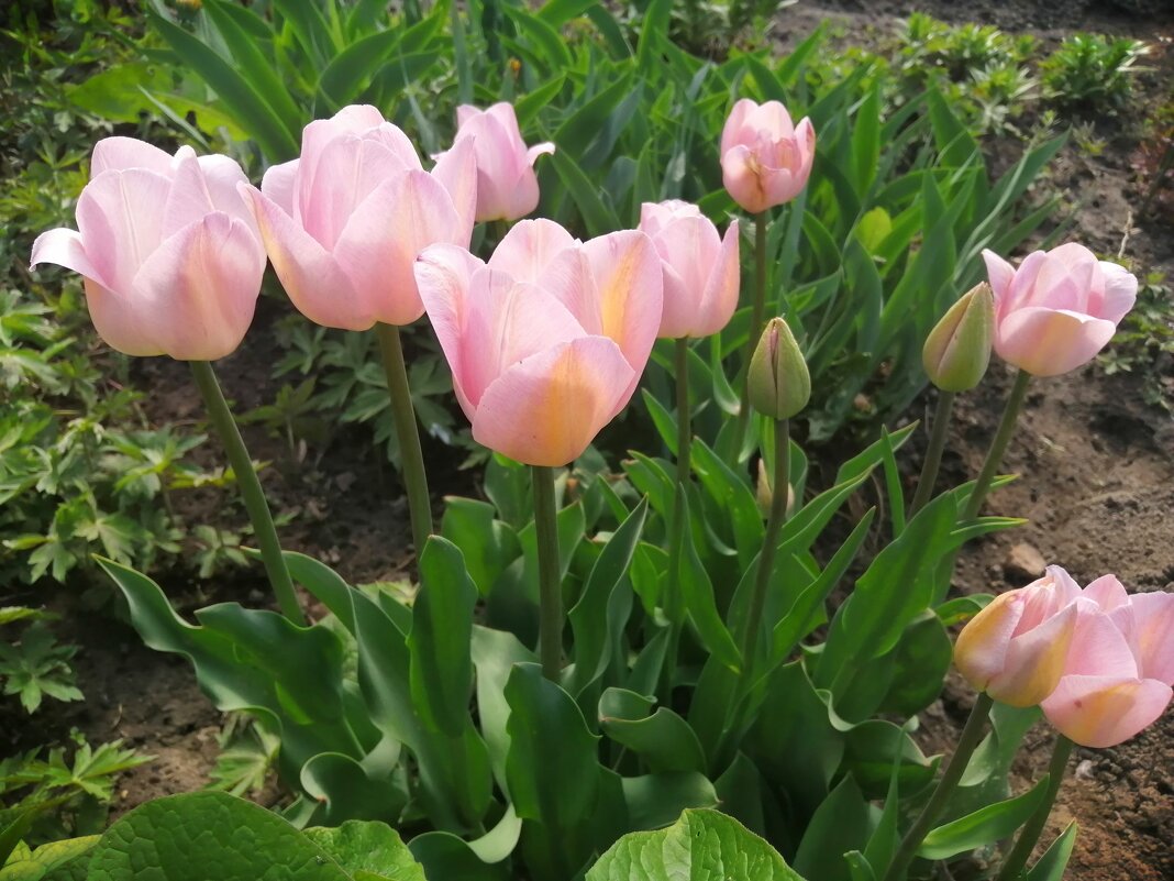 Любимые тюльпаны - Юлия 