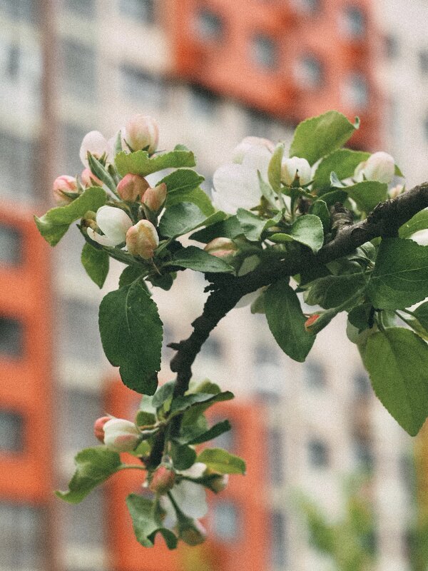 Яблони в цвету - Олеся Семенова