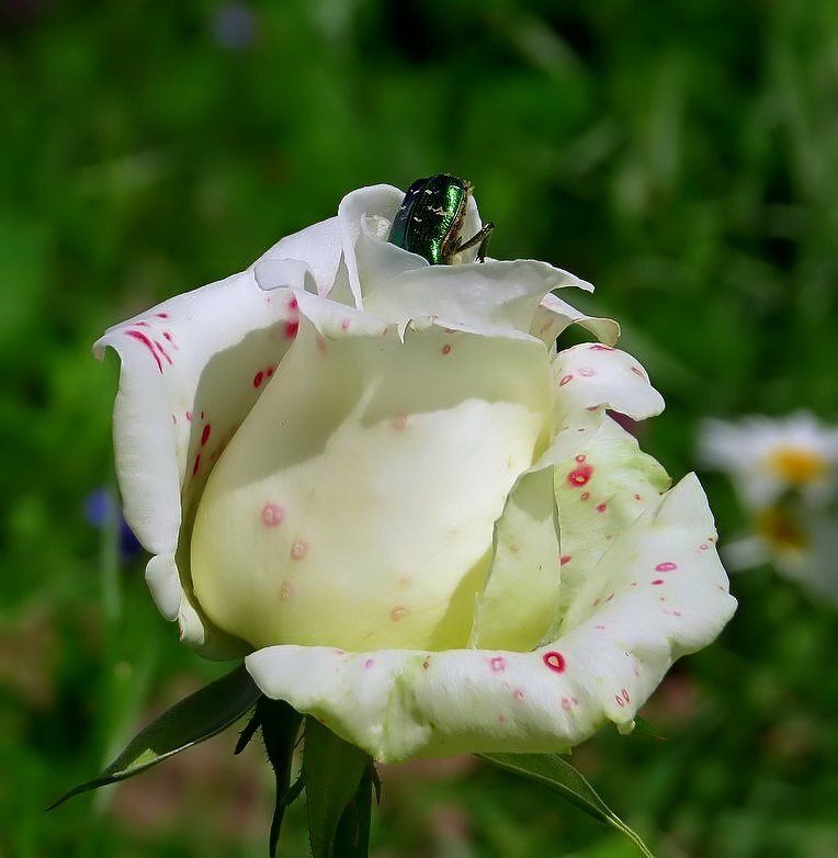 Красавица роза - Вера Щукина