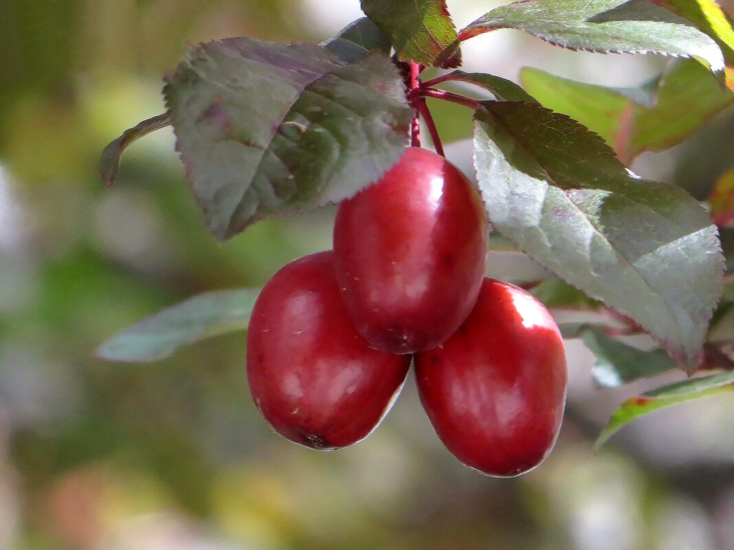 Писсарди, краснолистная слива или пурпурнолистная алыча - плоды краснеют в мае - Татьяна Смоляниченко
