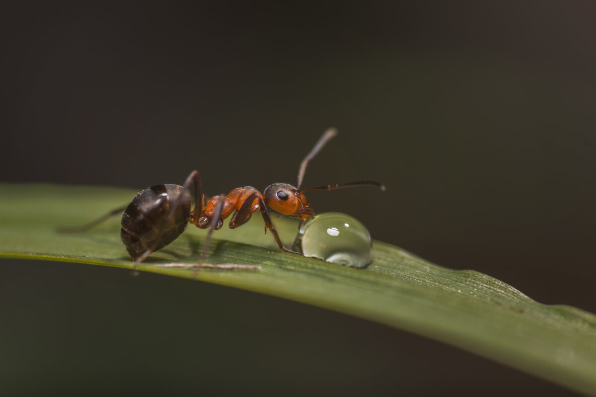 муравей - Максим Вышарь