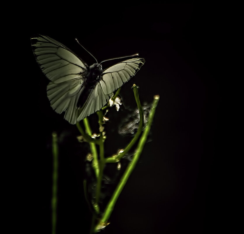 Ночная бабочка ..... - Alexander Andronik