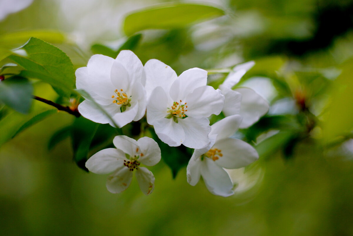 Яблони в цвету, весны творенье... - Анна Суханова