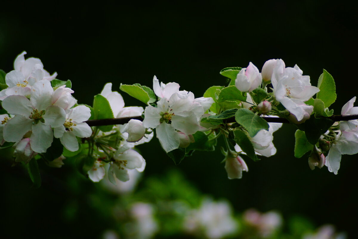 Яблони в цвету, весны творенье.... - Анна Суханова