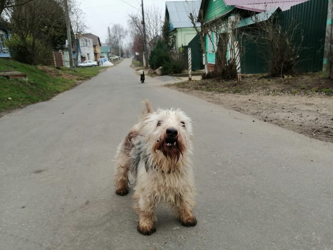 Местный - Евгений Верзилин